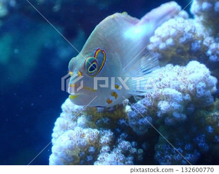 Spectacled Hawkfish Eating Coral 132600770