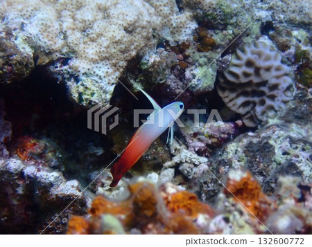 懸停的羽田蝦虎魚 132600772