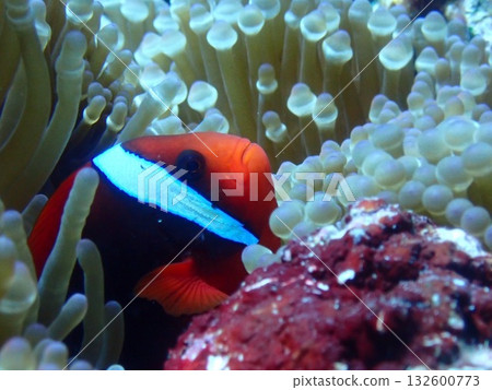 海葵魚探出頭來 海葵魚探出頭來 132600773