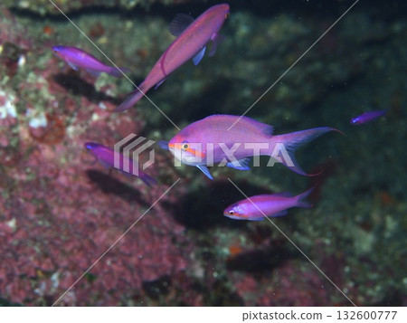 花鯉魚在海洋中呈現藍色。 132600777