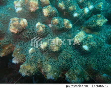 Coral polyp Coral polyp 132600787