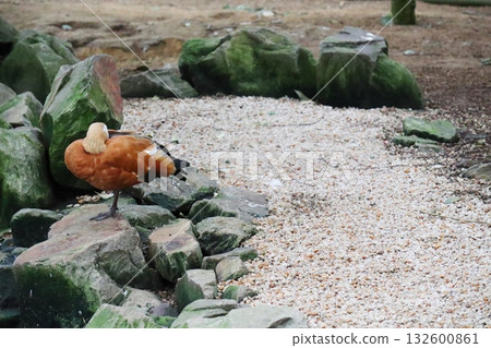 A Ruddy Shelduck grooming itself A Ruddy Shelduck grooming itself 132600861