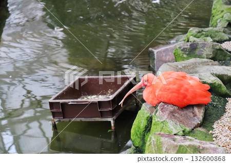 A scarlet ibis sitting on a rock 132600868