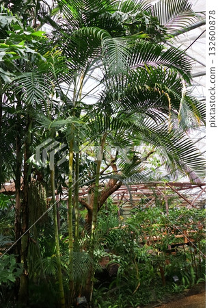 溫室裡生長的檳榔樹 132600878