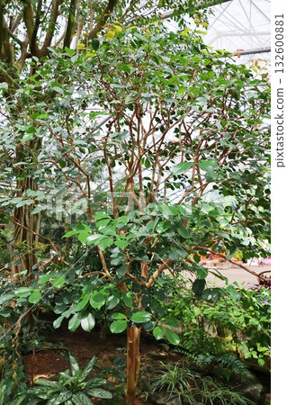 Strawberry guava trees planted in a greenhouse 132600881