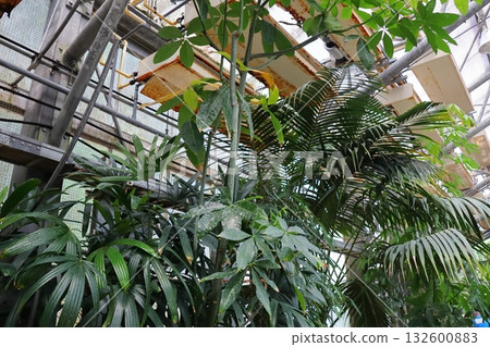 Pachira plants planted in a greenhouse 132600883