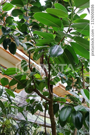 溫室裡生長的德科拉橡膠樹 132600886