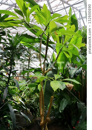 Plumeria trees in a greenhouse 132600890