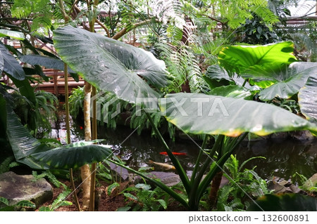 Large-leafed alocasia plants planted in a greenhouse 132600891