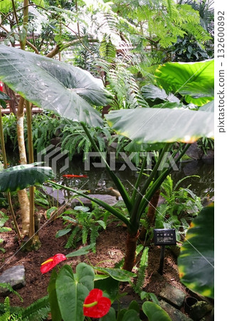 Large-leafed alocasia plants planted in a greenhouse 132600892