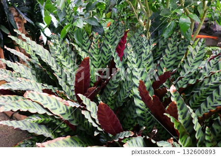 Calathea lancifolia with its distinctive pattern 132600893