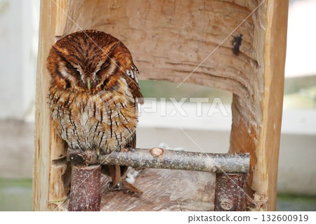 小海番鴨 132600919