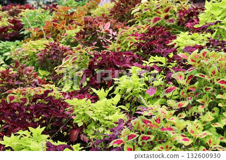 Many colorful coleus 132600930