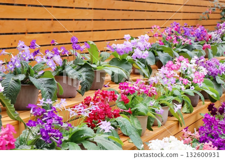 Colorful potted Streptocarpus 132600931