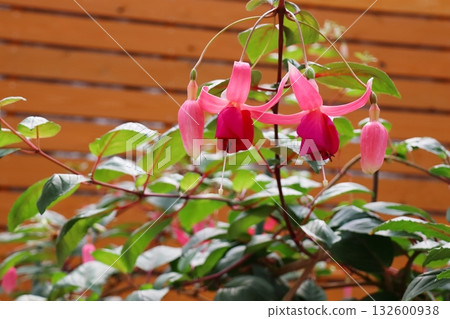 Fuchsia with red calyx and pink petals 132600938