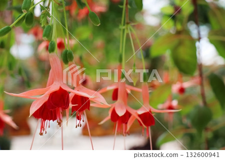 紫紅色花萼,淡朱紅色花瓣 紫紅色花萼,淡朱紅色花瓣 132600941