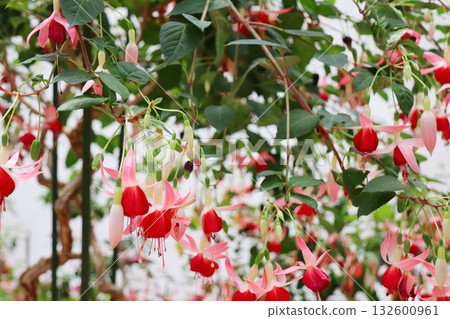 紫紅色花萼，淡粉紅色花瓣 132600961