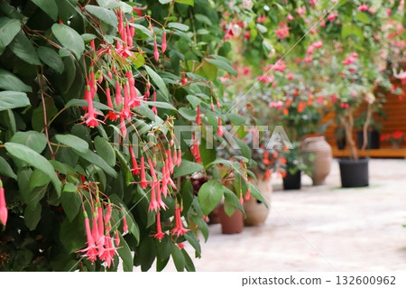 Vermilion Fuchsia 132600962