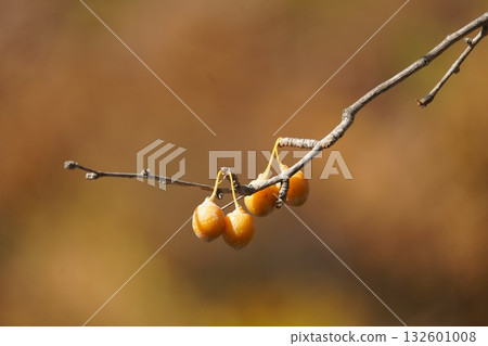 Fallen leaves and ginkgo trees 132601008