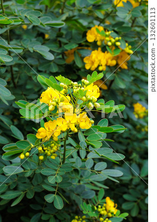 秋日花園中盛開的黃色番瀉花特寫 秋日花園中盛開的黃色番瀉花特寫 132601113