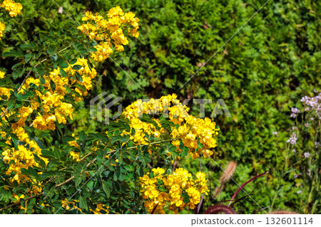 Close-up of yellow Senna flowers blooming in an autumn garden Close-up of yellow Senna flowers blooming in an autumn garden 132601114