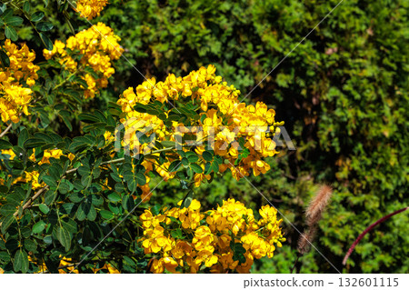 秋日花園中盛開的黃色番瀉花特寫 132601115