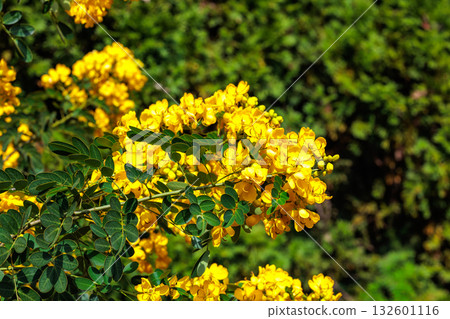 Close-up of yellow Senna flowers blooming in an autumn garden Close-up of yellow Senna flowers blooming in an autumn garden 132601116