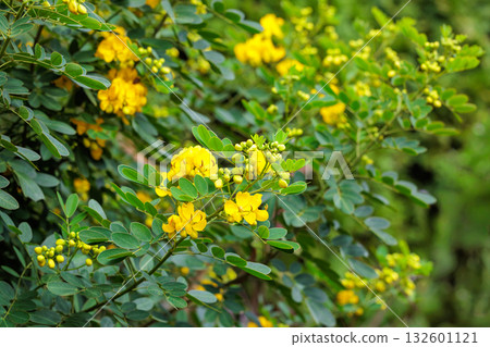 Close-up of yellow Senna flowers blooming in an autumn garden Close-up of yellow Senna flowers blooming in an autumn garden 132601121