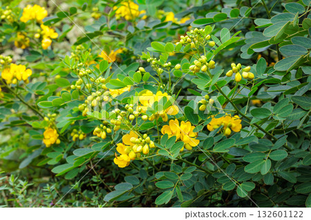 Close-up of yellow Senna flowers blooming in an autumn garden Close-up of yellow Senna flowers blooming in an autumn garden 132601122