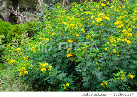Yellow Senna flower blooming in autumn garden 132601154