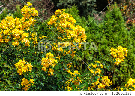 Yellow Senna flower blooming in autumn garden Yellow Senna flower blooming in autumn garden 132601155