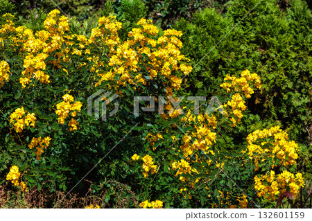 Yellow Senna flower blooming in autumn garden Yellow Senna flower blooming in autumn garden 132601159