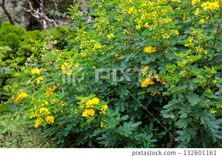 秋天花園裡盛開的黃色 Hanasenna 花 132601161