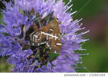 A white-striped moth sucking nectar from purple daisy flowers blooming in an autumn garden 132601165