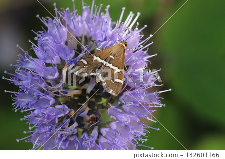 A white-striped moth sucking nectar from purple daisy flowers blooming in an autumn garden 132601166