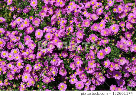 Beautiful pink aster flowers in full bloom in an autumn garden Beautiful pink aster flowers in full bloom in an autumn garden 132601174