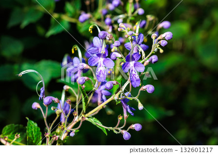 開花 花 開花的 132601217