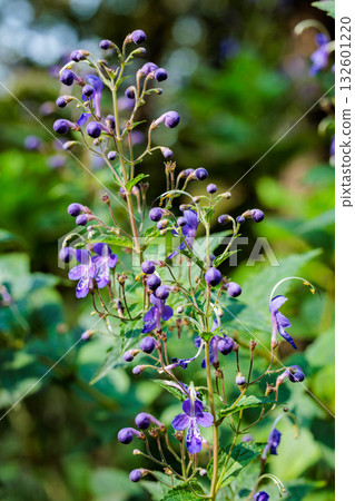 bloom, blooming, flowering 132601220