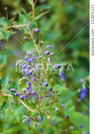 bloom, blooming, flowering 132601221