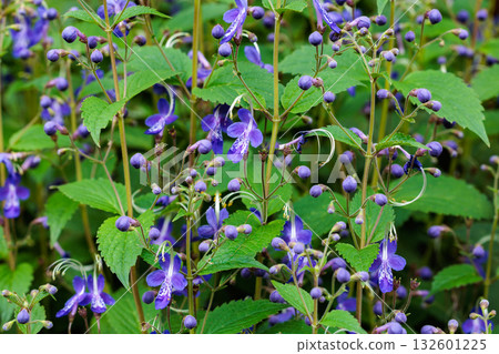 bloom, blooming, flowering 132601225