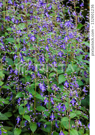 Beautiful blooming flowers of the Japanese laurel in a summer garden 132601236