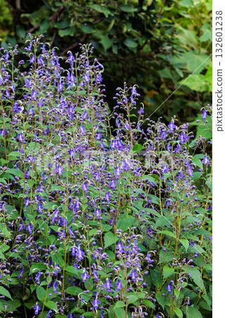 Kariganesou 美麗的花朵在夏季花園中綻放 132601238