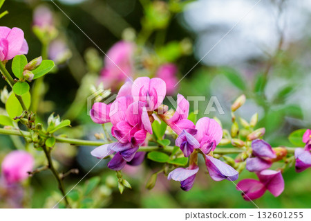 Close-up of beautiful bush clover flowers blooming in the autumn countryside 132601255