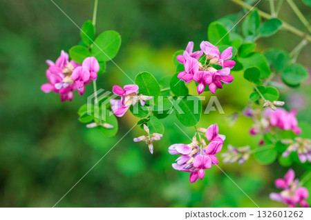 Close-up of beautiful bush clover flowers blooming in the autumn countryside 132601262