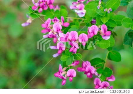Close-up of beautiful bush clover flowers blooming in the autumn countryside 132601263
