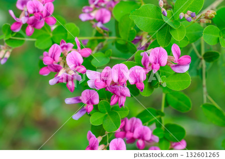 秋日鄉村盛開的美麗灌木三葉草花特寫 132601265