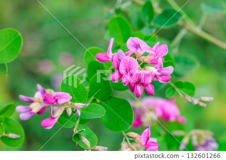 秋日鄉村盛開的美麗灌木三葉草花特寫 秋日鄉村盛開的美麗灌木三葉草花特寫 132601266