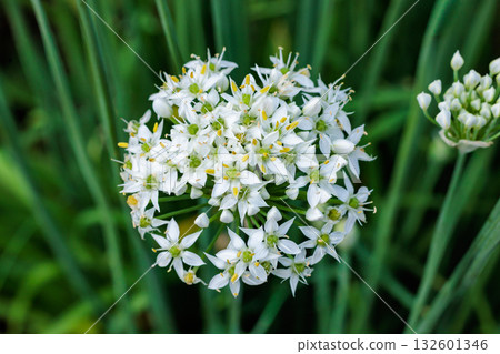Chive flowers blooming neatly in a summer garden Chive flowers blooming neatly in a summer garden 132601346