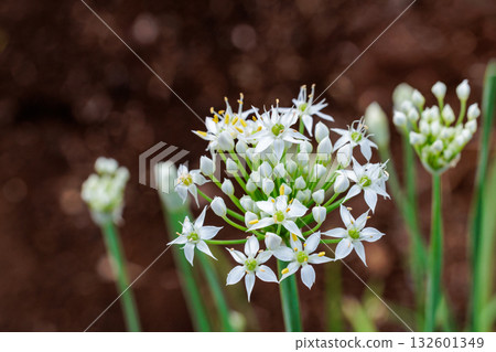 Chive flowers blooming neatly in a summer garden 132601349