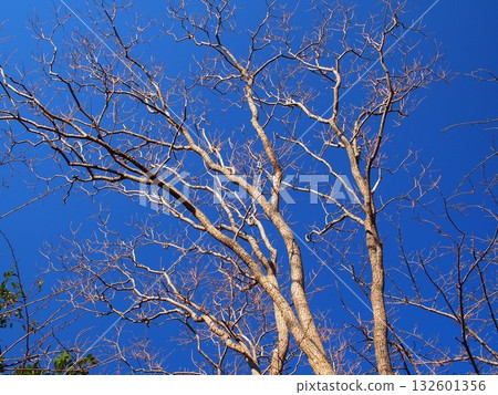 Dead Chinese tallow tree and blue winter sky 132601356